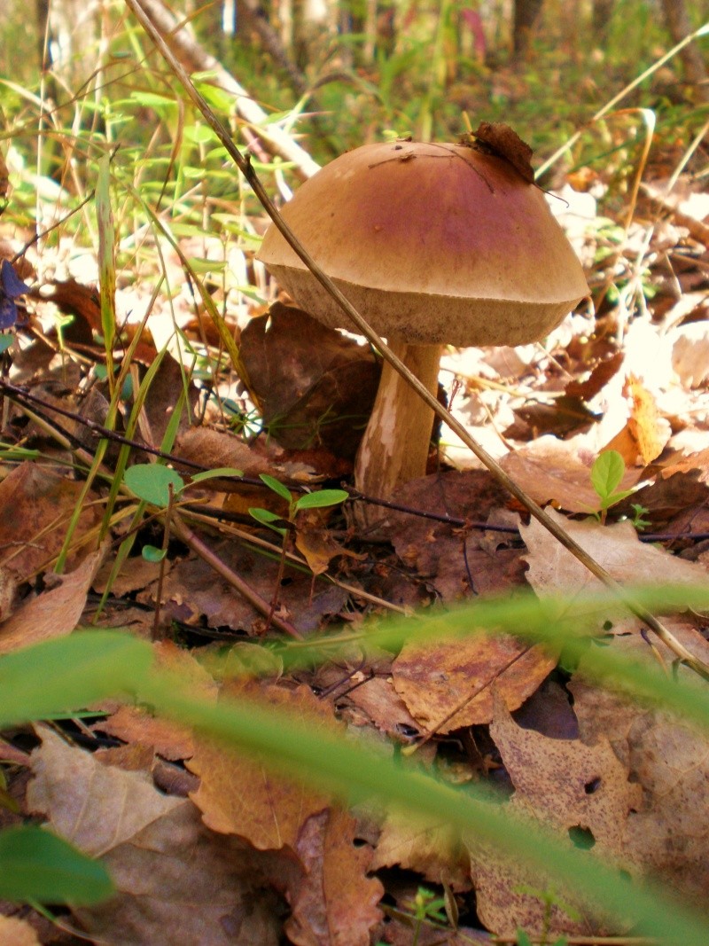 По грибы да по ягоды... (фотографии) P9130220