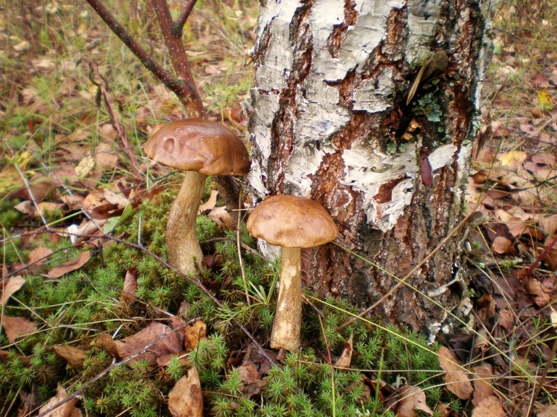 По грибы да по ягоды... (фотографии) P9170410