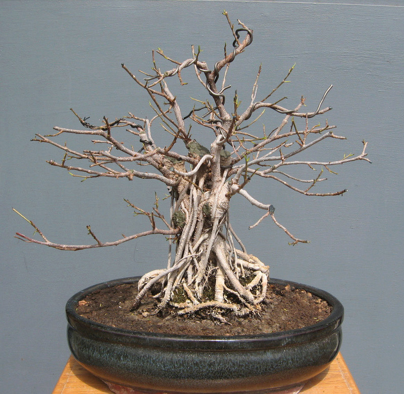 Ficus retusa con radici aeree - Pagina 5 Img_7520