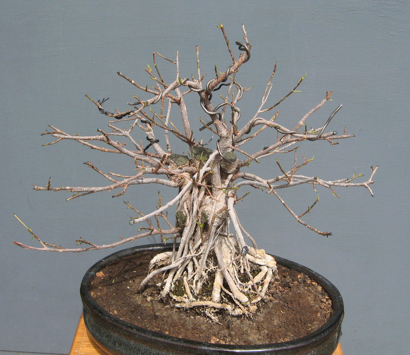 Ficus retusa con radici aeree - Pagina 5 Img_7522