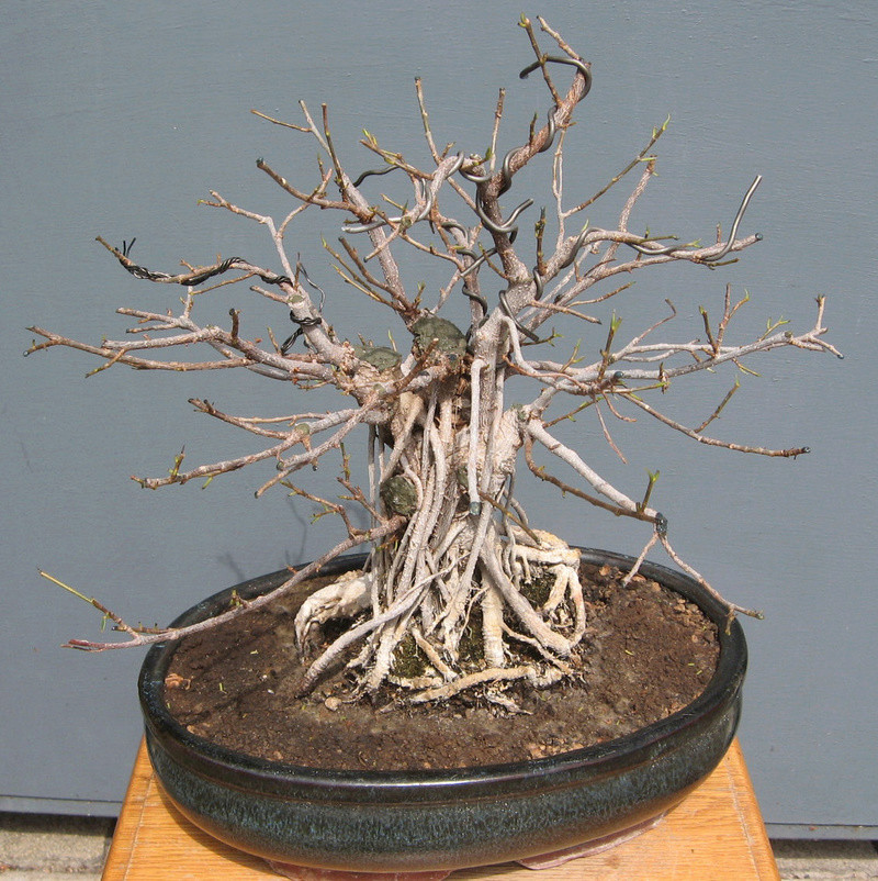 Ficus retusa con radici aeree - Pagina 5 Img_7524