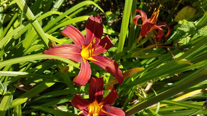 Plantes à côté du bassin. - Page 4 20170626