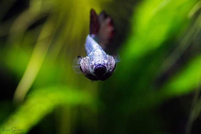 Betta splendens Dsc_0014