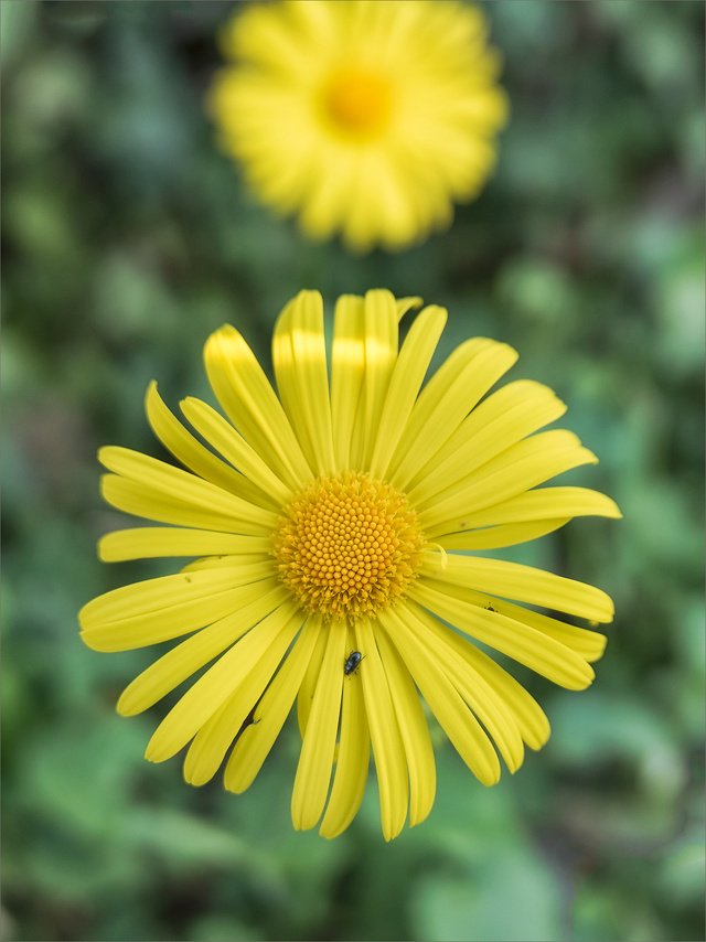 Fleurs de jardin Projet40