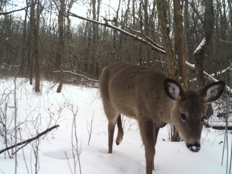 A few deer pictures from the stealth camera 00214