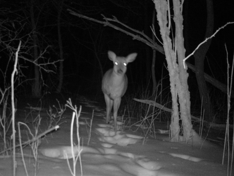 A few deer pictures from the stealth camera 01411