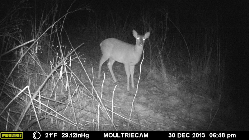 Just some random pictures from the Moultrie D-555i 20510