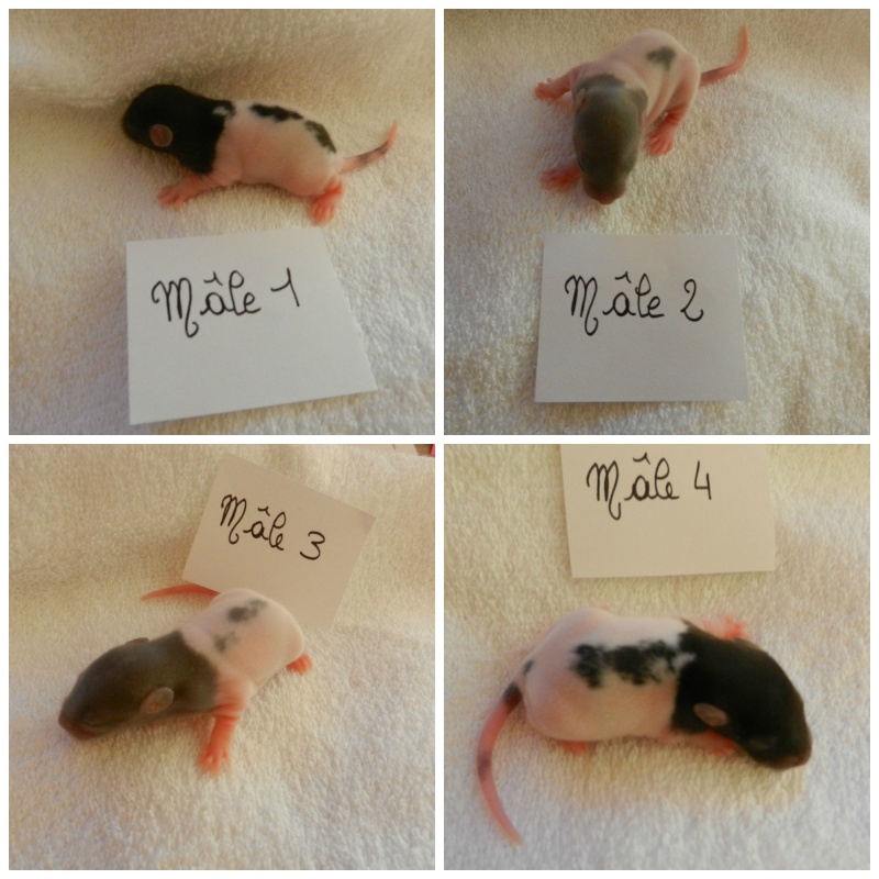 [50] [Basse-Normandie]  Ratons à adopter (4 mâles / 6 femelles) Collag12