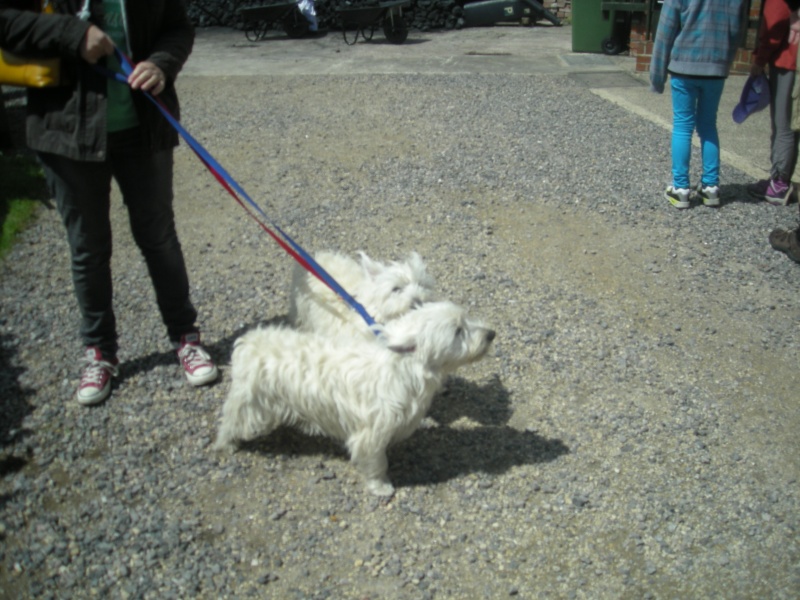 Crofton Beam Engine Drive out day & Picnic Sunday 25th May 12 o'clock Dscn3018