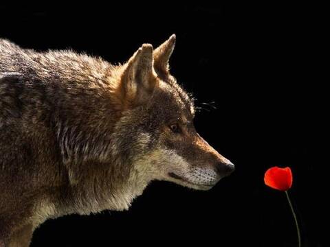 Joyeux Anniversaire Loup