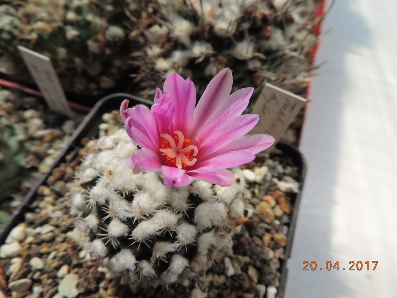 Cacti and Sukkulent in Köln, every day new flowers in the greenhouse Part 161 03710