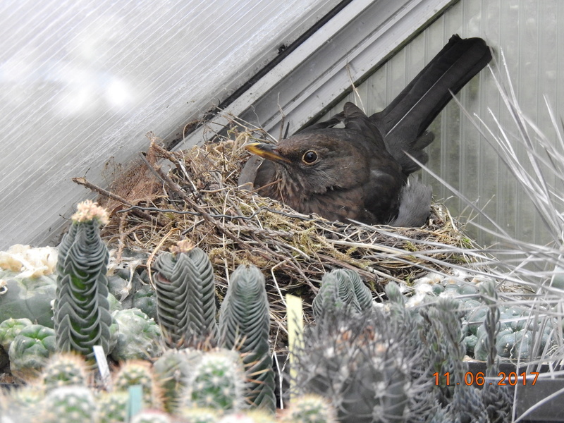 Cacti and Sukkulent in Köln, every day new flowers in the greenhouse Part 165 Bild1006