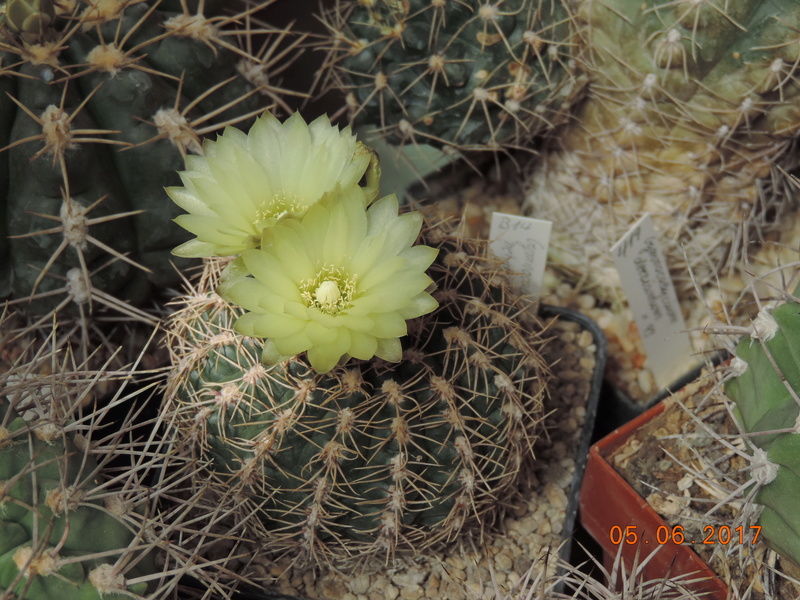 Cacti and Sukkulent in Köln, every day new flowers in the greenhouse Part 165 Bild1034