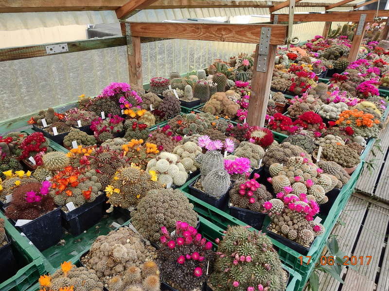 Cacti and Sukkulent in Köln, every day new flowers in the greenhouse Part 165 Bild1084