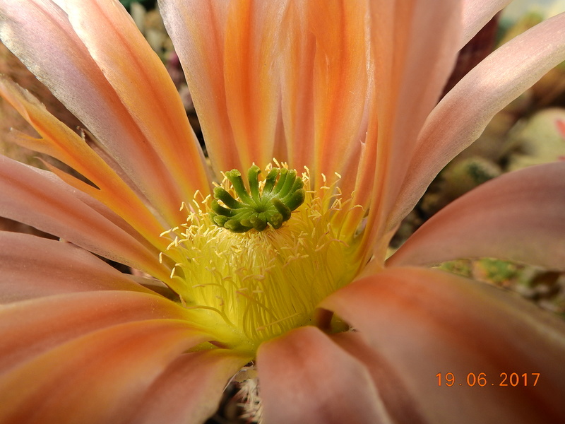 Cacti and Sukkulent in Köln, every day new flowers in the greenhouse Part 165 Bild1098