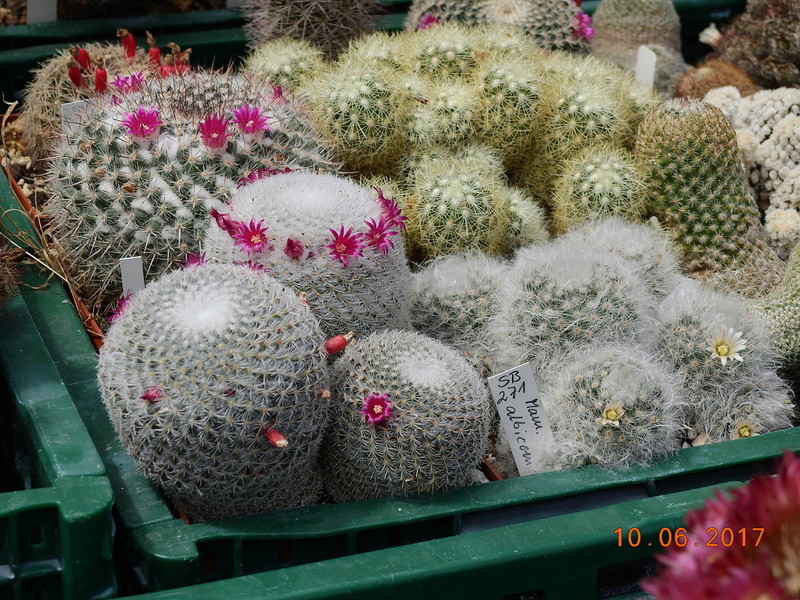 Cacti and Sukkulent in Köln, every day new flowers in the greenhouse Part 166 Bild1130