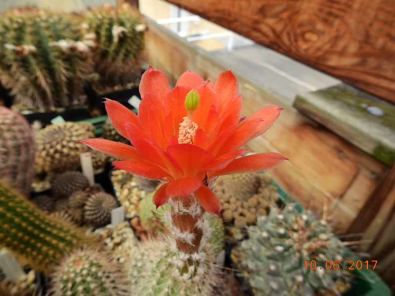 Cacti and Sukkulent in Köln, every day new flowers in the greenhouse Part 166 Bild1132