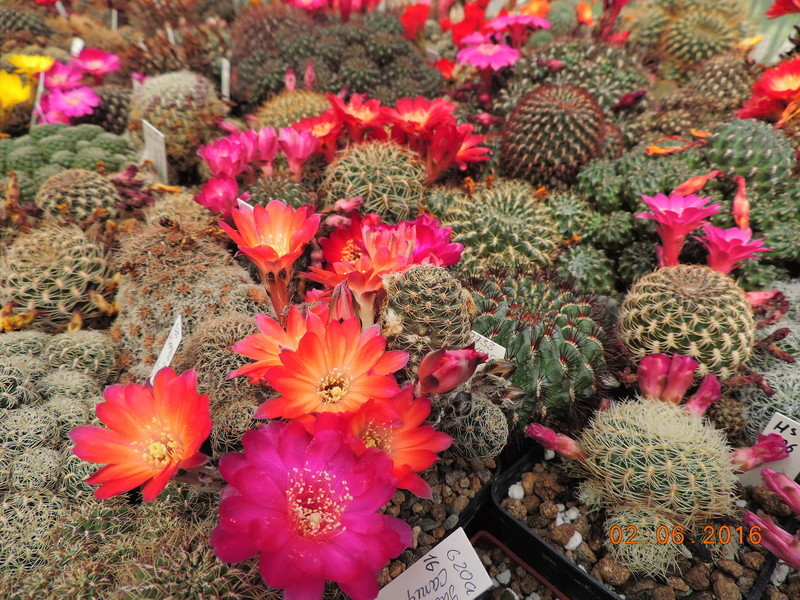 Cacti and Sukkulent in Köln, every day new flowers in the greenhouse Part 158 Bild_130