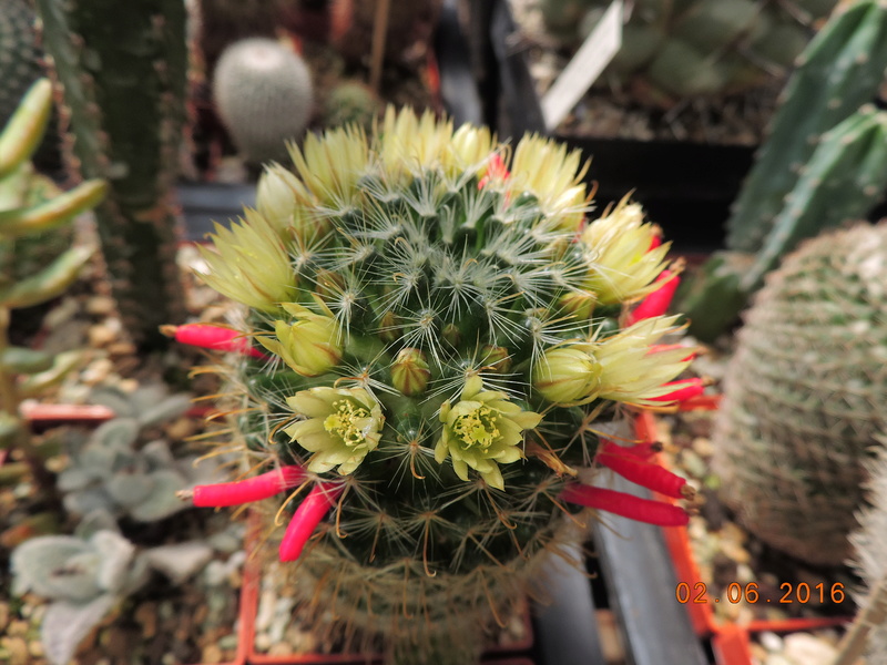 Cacti and Sukkulent in Köln, every day new flowers in the greenhouse Part 158 Bild_131