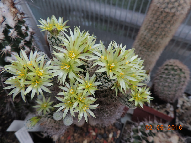 Cacti and Sukkulent in Köln, every day new flowers in the greenhouse Part 158 Bild_132