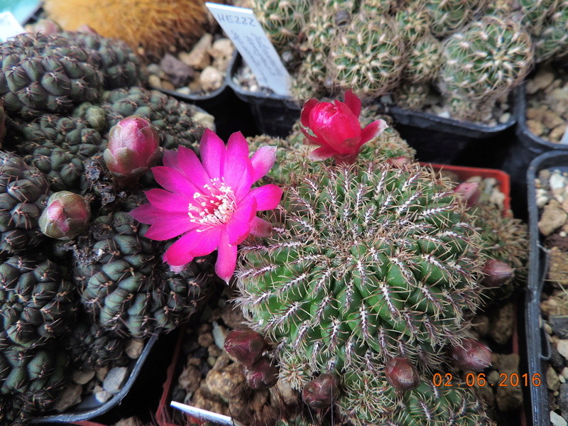 Cacti and Sukkulent in Köln, every day new flowers in the greenhouse Part 158 Bild_208