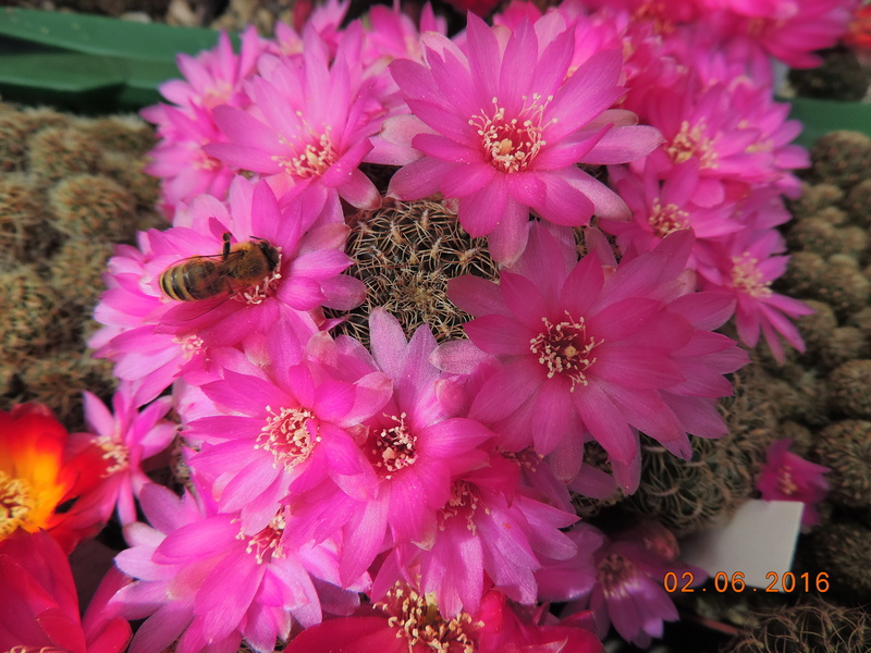 Cacti and Sukkulent in Köln, every day new flowers in the greenhouse Part 158 Bild_212