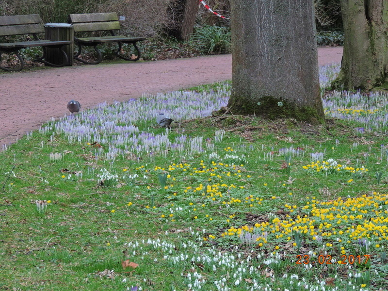 2017, jeden Tag neue Blüten im Gewächshaus in Köln - Seite 11 Bild_216