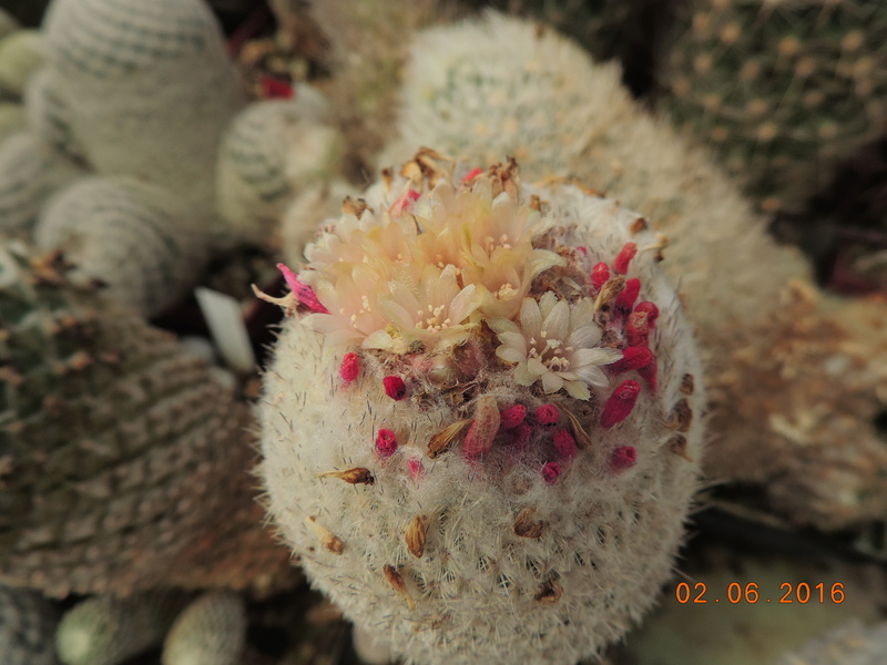 Cacti and Sukkulent in Köln, every day new flowers in the greenhouse Part 159 Bild_257