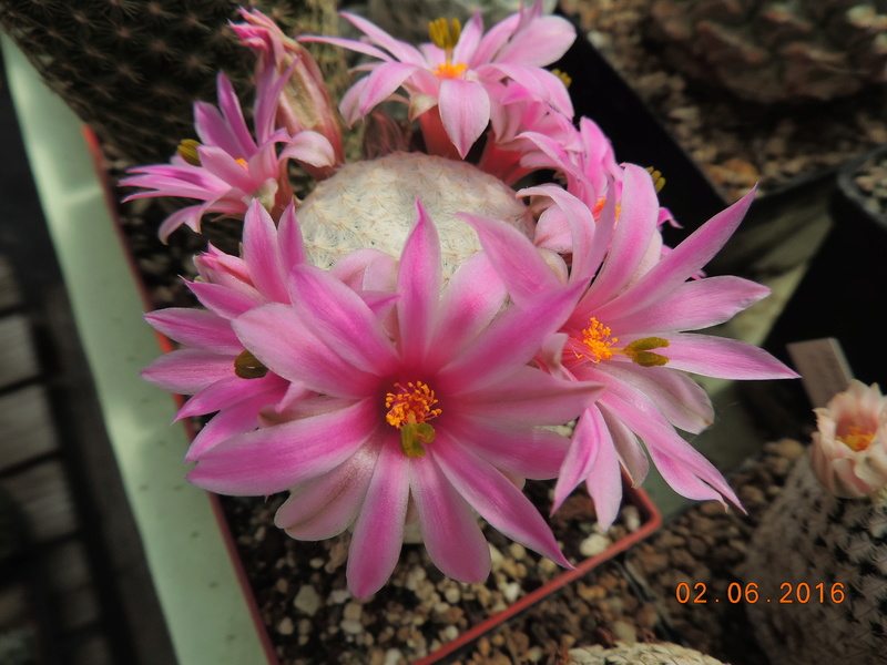 Cacti and Sukkulent in Köln, every day new flowers in the greenhouse Part 159 Bild_282