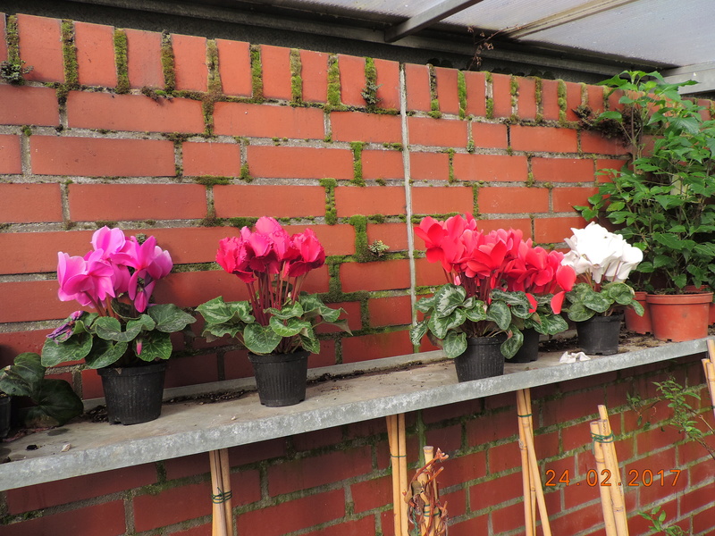 Cacti and Sukkulent in Köln, every day new flowers in the greenhouse Part 159 Bild_308