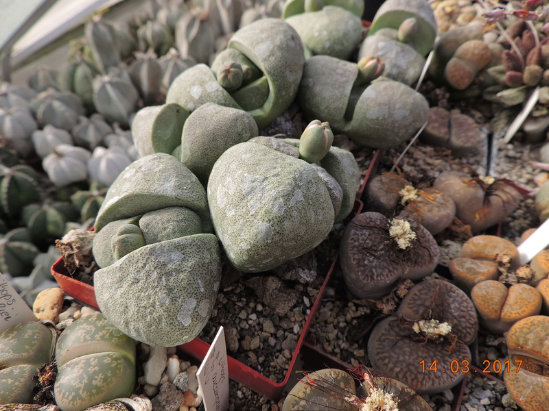 Cacti and Sukkulent in Köln, every day new flowers in the greenhouse Part 159 Bild_337