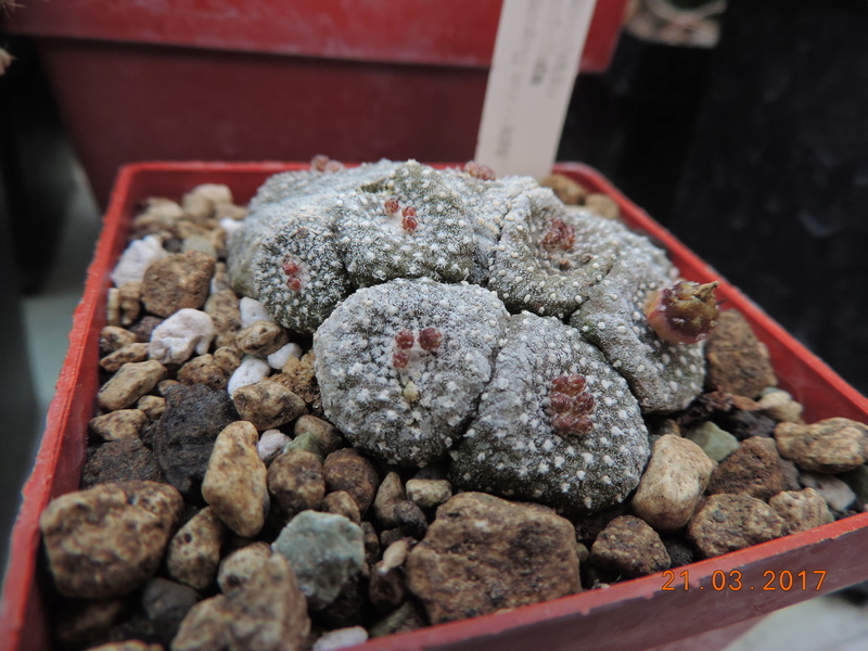 Cacti and Sukkulent in Köln, every day new flowers in the greenhouse Part 160 Bild_394