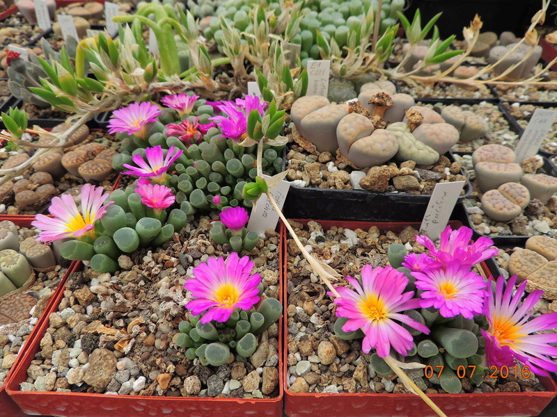 Cacti and Sukkulent in Köln, every day new flowers in the greenhouse Part 160 Bild_411