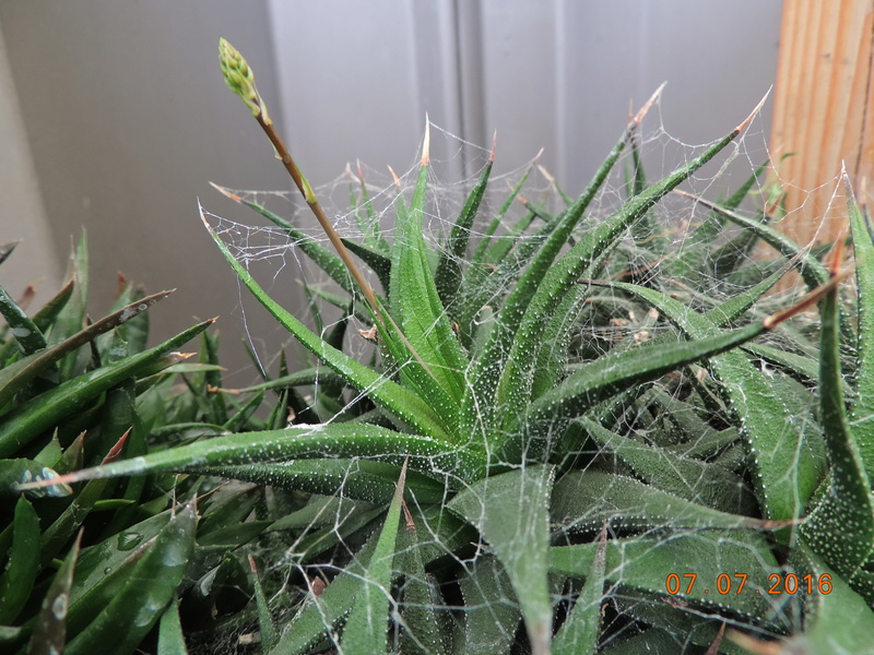 Cacti and Sukkulent in Köln, every day new flowers in the greenhouse Part 160 Bild_431