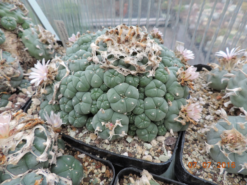 Cacti and Sukkulent in Köln, every day new flowers in the greenhouse Part 160 Bild_444