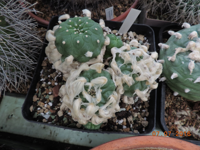 Cacti and Sukkulent in Köln, every day new flowers in the greenhouse Part 160 Bild_455