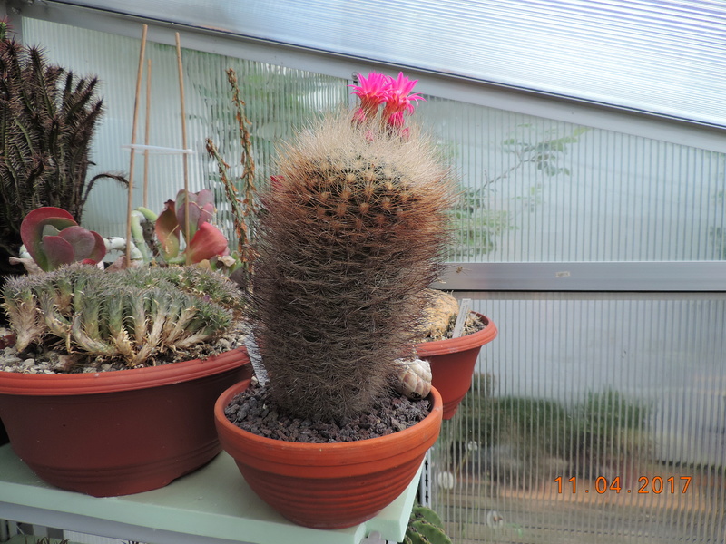 Cacti and Sukkulent in Köln, every day new flowers in the greenhouse Part 160 Bild_508
