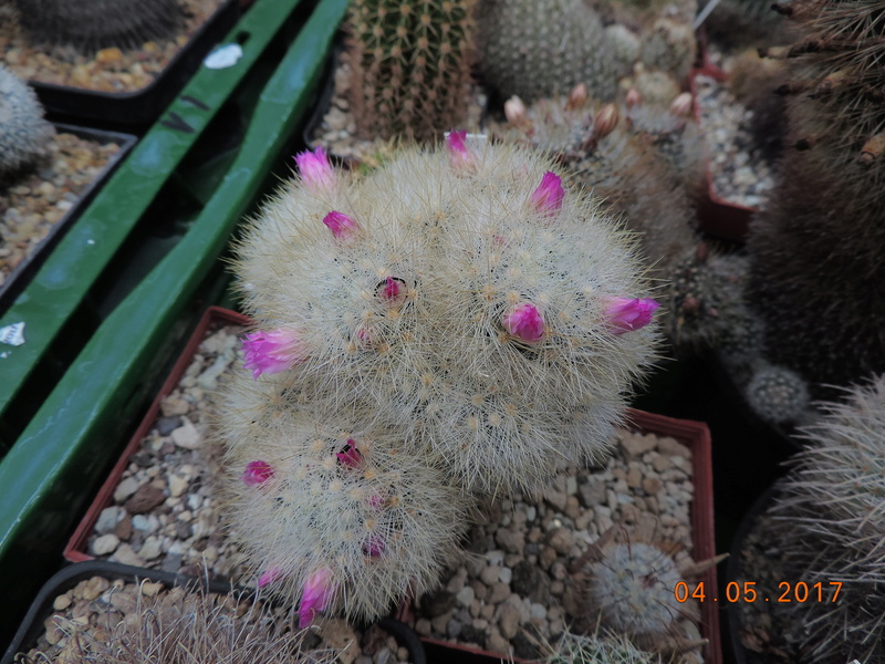 Cacti and Sukkulent in Köln, every day new flowers in the greenhouse Part 161 Bild_575