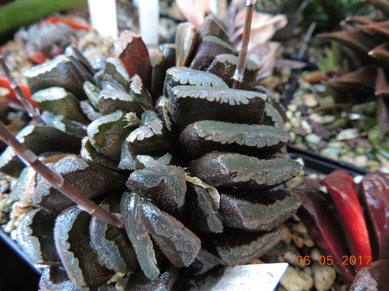 Cacti and Sukkulent in Köln, every day new flowers in the greenhouse Part 161 Bild_592