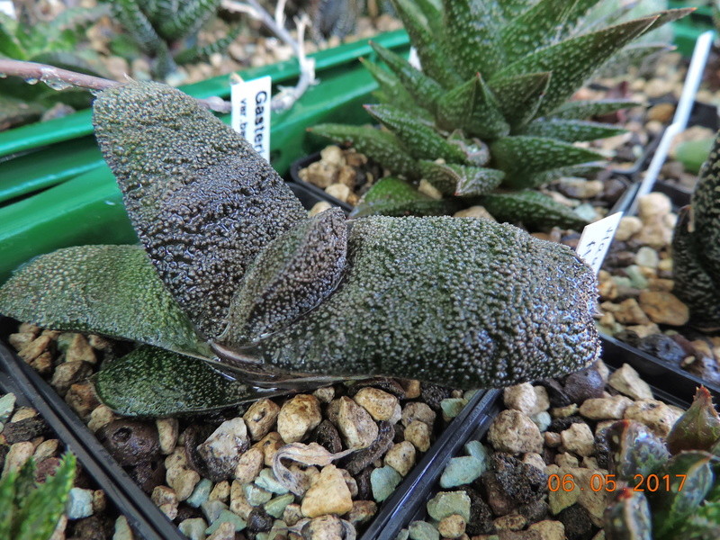 Cacti and Sukkulent in Köln, every day new flowers in the greenhouse Part 161 Bild_610