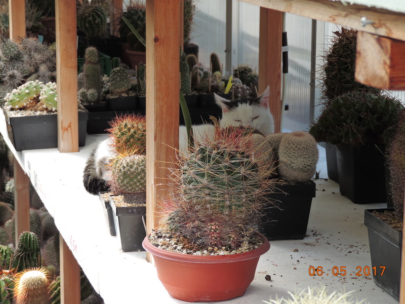 Cacti and Sukkulent in Köln, every day new flowers in the greenhouse Part 161 Bild_615