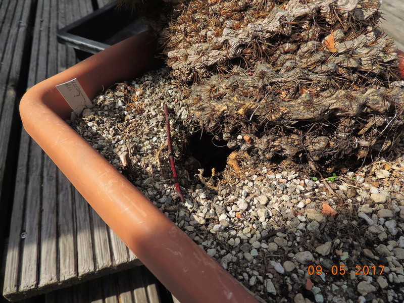 Cacti and Sukkulent in Köln, every day new flowers in the greenhouse Part 162 Bild_619