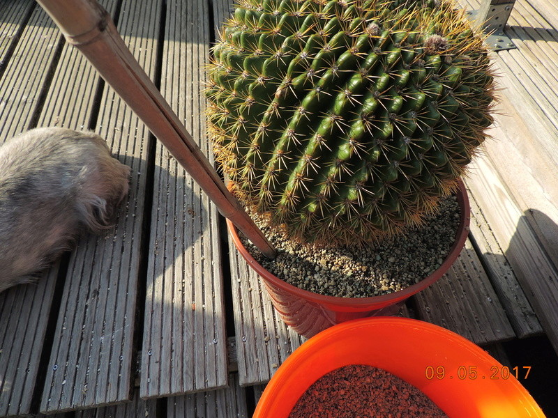 Cacti and Sukkulent in Köln, every day new flowers in the greenhouse Part 162 Bild_635