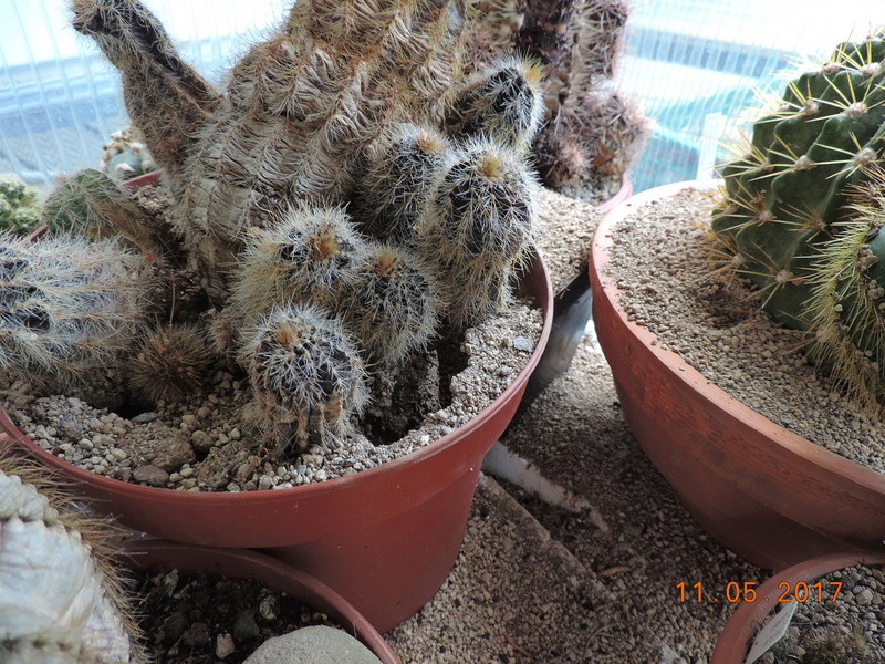 Cacti and Sukkulent in Köln, every day new flowers in the greenhouse Part 162 Bild_653