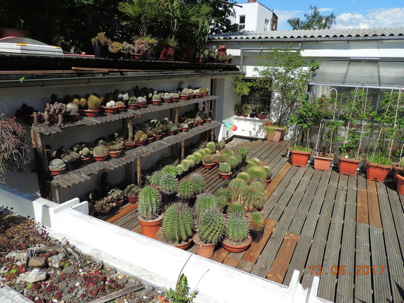 Cacti and Sukkulent in Köln, every day new flowers in the greenhouse Part 162 Bild_686