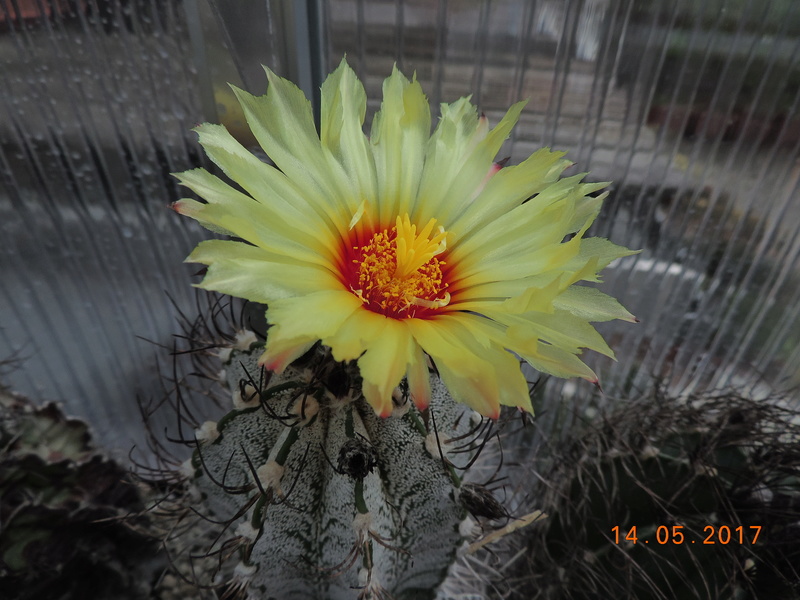 Cacti and Sukkulent in Köln, every day new flowers in the greenhouse Part 162 Bild_687