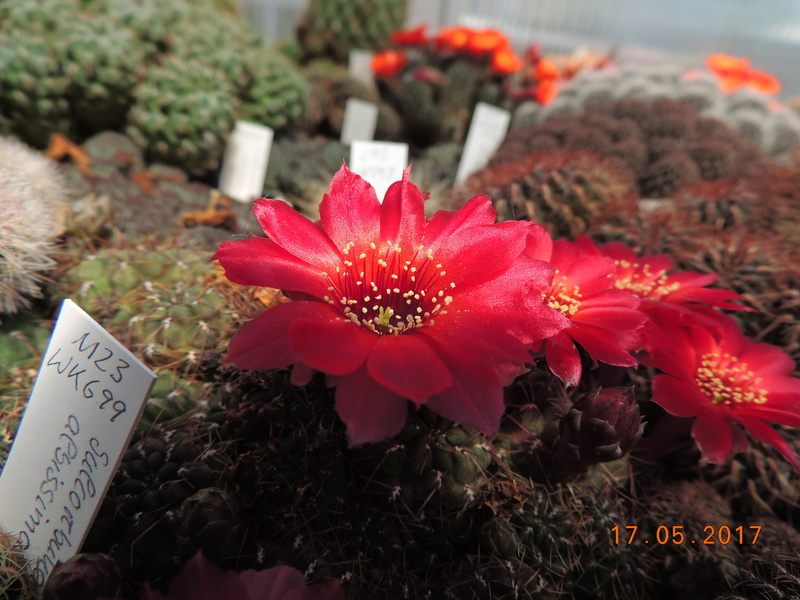 Cacti and Sukkulent in Köln, every day new flowers in the greenhouse Part 163 Bild_718