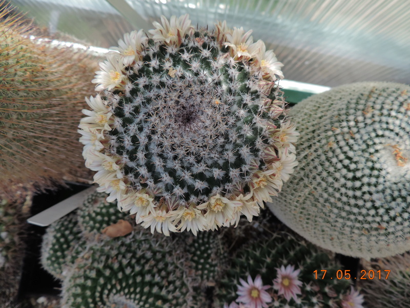 Cacti and Sukkulent in Köln, every day new flowers in the greenhouse Part 163 Bild_731