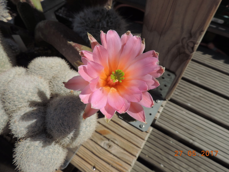 Cacti and Sukkulent in Köln, every day new flowers in the greenhouse Part 163 Bild_782