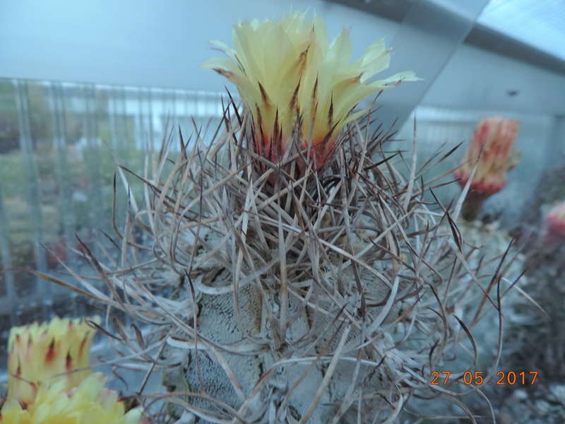 Cacti and Sukkulent in Köln, every day new flowers in the greenhouse Part 163 Bild_806